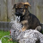 Cute guard dog Shen'Dor