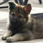 Cute guard dog Ash'Lan