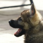 Cute guard dog Ash'Lan