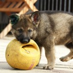 Cute guard dog Ash'Lan