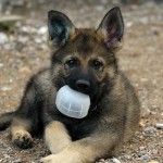 cute guard dog Ash'Lan