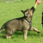 Cute Guard dog Ash'Lan