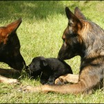cute guard dogs Hector, Jackson and Cay'Rak