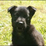 Cute guard dog Jackson