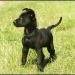 cute guard dog Jackson