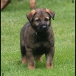 cute guard dog Orsayon Cay'Rak vom Grubenländer-Schupo
