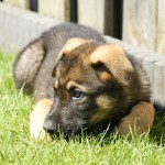 Cute guard dog Shen'Dor