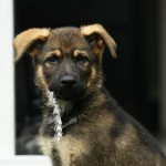 Cute guard dog Shen'Dor